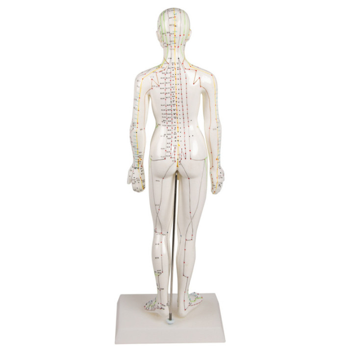 Erler-Zimmer Akupunkturmodell Weiblich 48 cm Rückseite