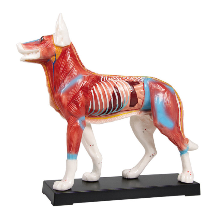 Akupunkturmodell Hund 30 cm Muskulatur - Organe