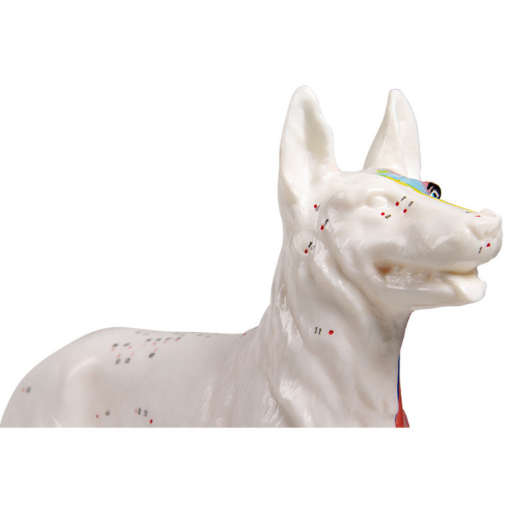 Akupunkturmodell Hund 30 cm Detailansicht