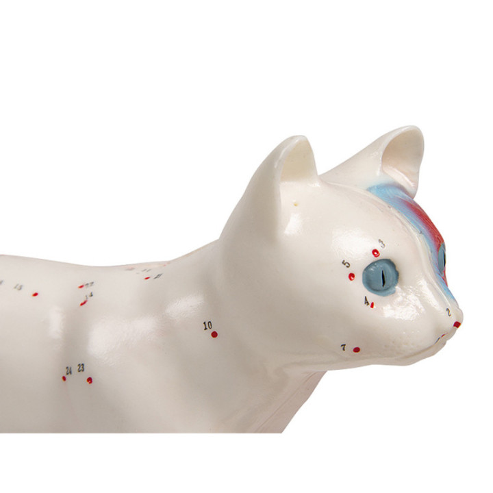 Erler-Zimmer Akupunkturmodell Katze 19 cm Detailansicht
